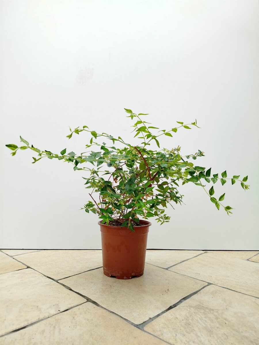 Abelia chinensis- edwaed goucher - Vrtnarstvo Moretini