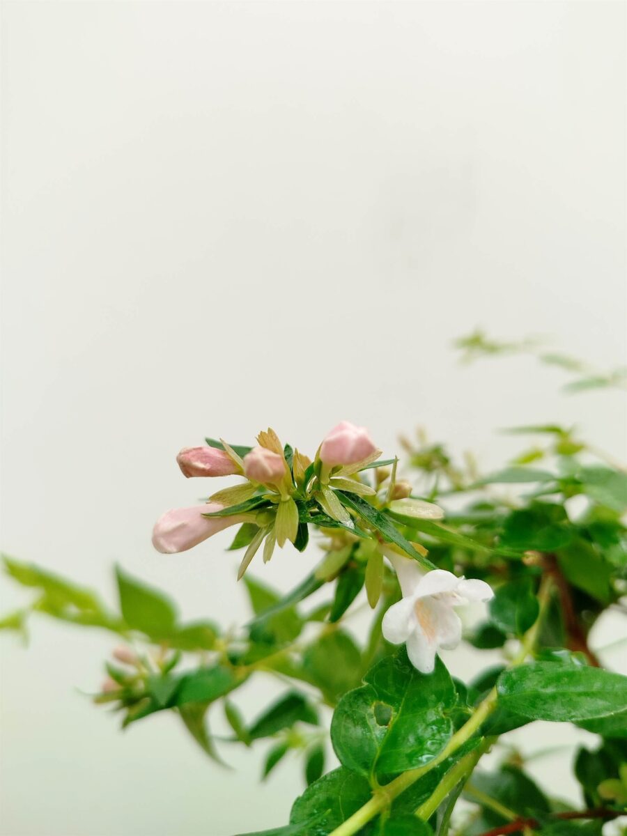 Abelia chinensis- edwaed goucher - Vrtnarstvo Moretini