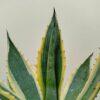 Agave americana-veriegata - Vrtnarstvo Moretini Agave americana-veriegata - Vrtnarstvo Moretini
