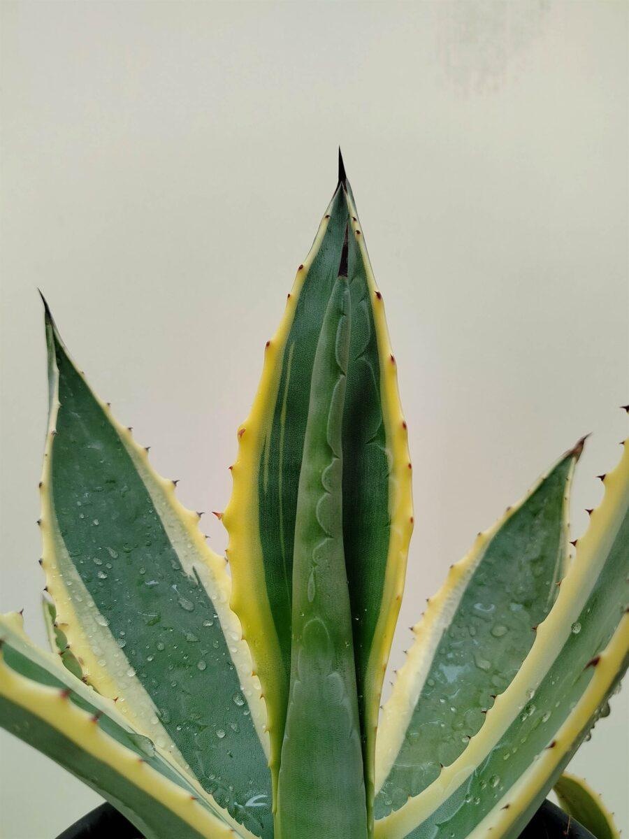 Agave americana-veriegata - Vrtnarstvo Moretini Agave americana-veriegata - Vrtnarstvo Moretini