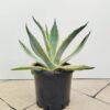 Agave americana_-veriegata - Vrtnarstvo Moretini Agave americana_-veriegata - Vrtnarstvo Moretini