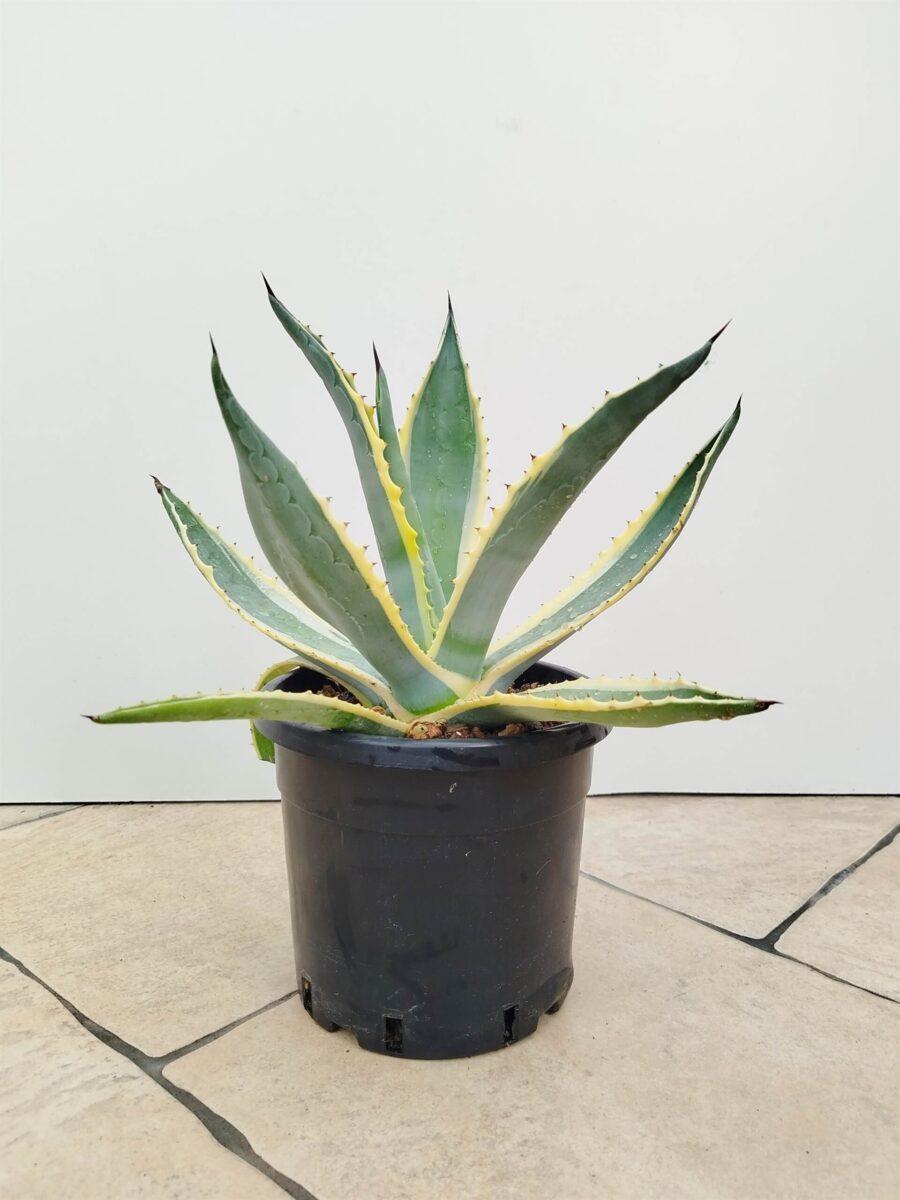 Agave americana_-veriegata - Vrtnarstvo Moretini Agave americana_-veriegata - Vrtnarstvo Moretini