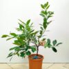 Citrus reticulata- mandarina Satzuma - Vrtnarstvo Moretini