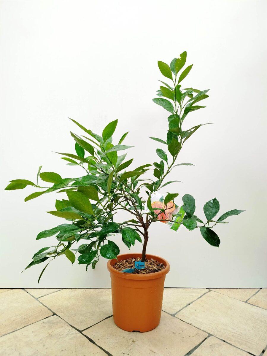 Citrus reticulata- mandarina Satzuma - Vrtnarstvo Moretini