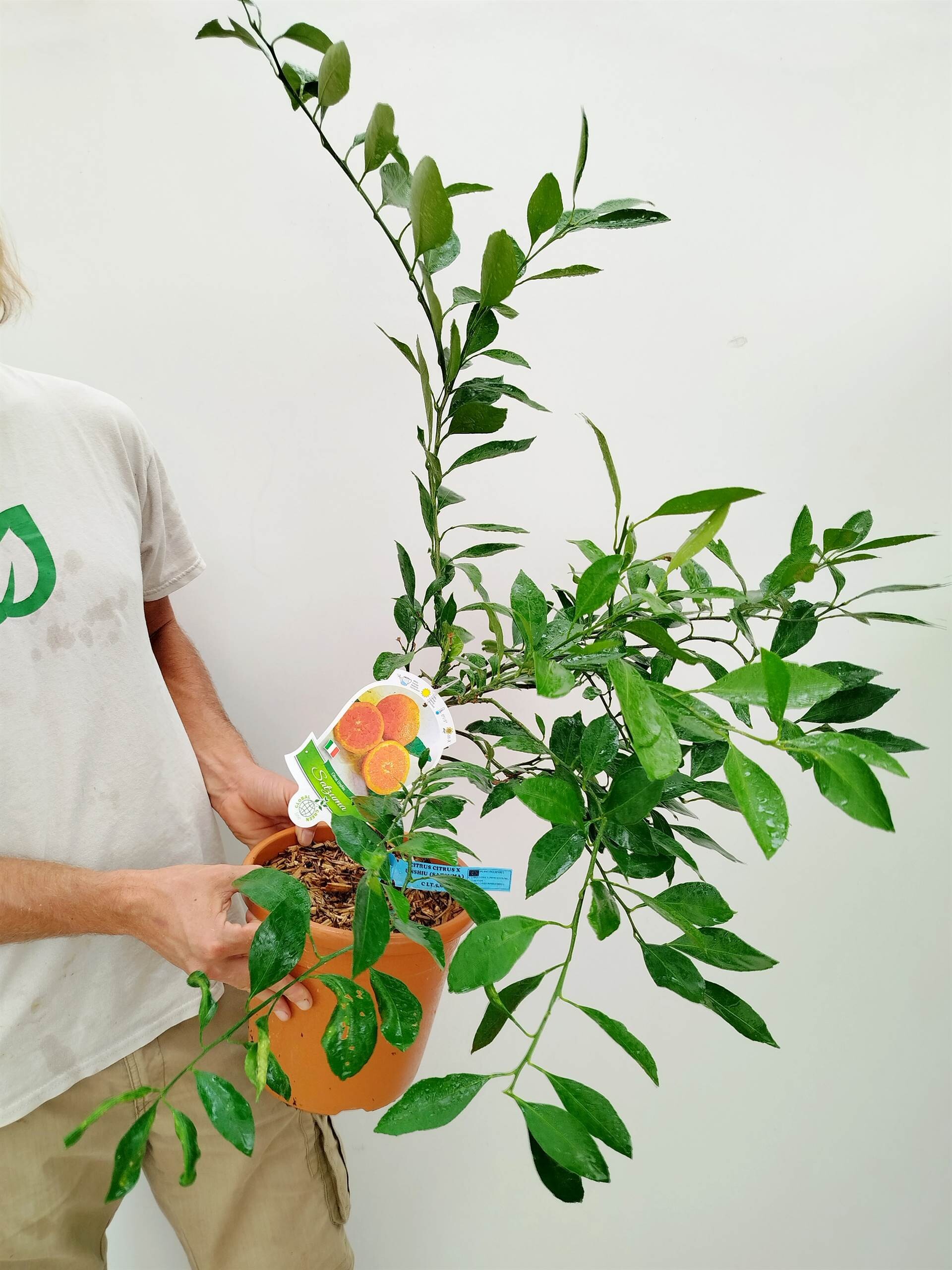 Citrus reticulata - mandarinovec | Vrtnarstvo Moretini