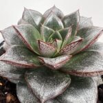 Echeveria sp. – eševerija - Vrtnarstvo Moretini