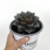 Echeveria sp. – eševerija - Vrtnarstvo Moretini