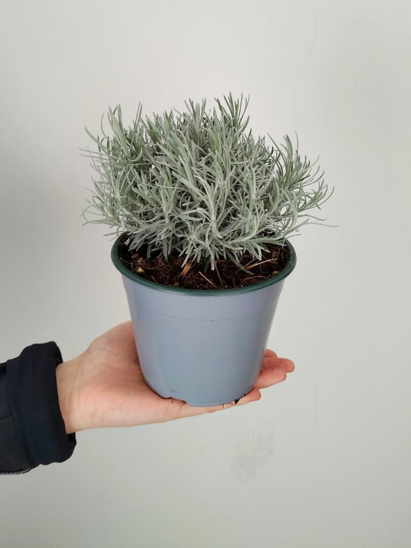 Helichrysum italicum - laški smilj