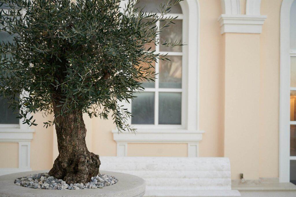 MC Medicor – Piran Vrtnarstvo Moretini 2