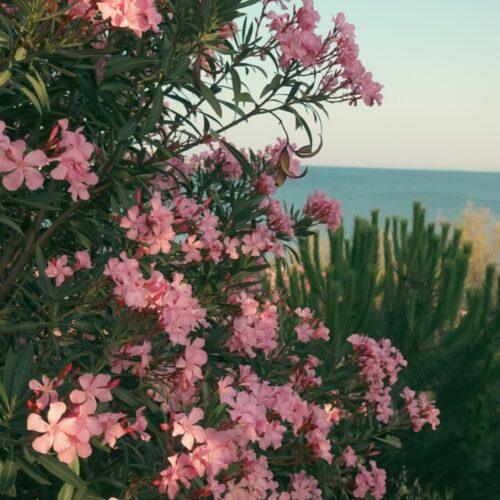 Nerium oleander - Moretini Nerium oleander