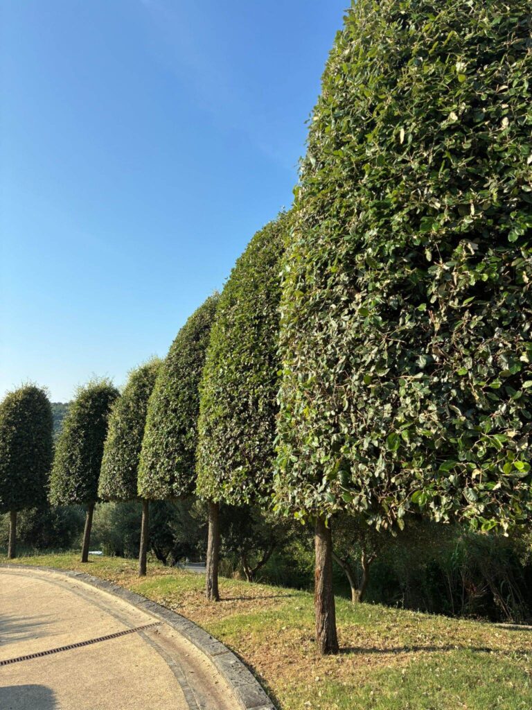 Vila Malija Vrtnarstvo Moretini 7