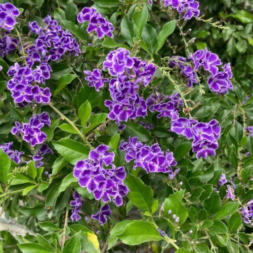 duranta erecta- Moretini Duranta erecta