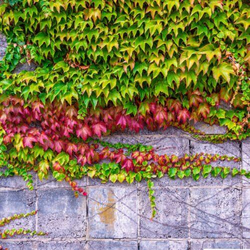 veitičijeva divja trta - Moretini Parthenocissus tricuspidata - Veitičijeva divja trta