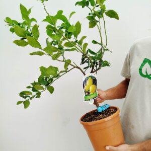 Citrus limon - limona 02 VM