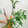 Citrus reticulata- mandarina Satzuma 02 VM