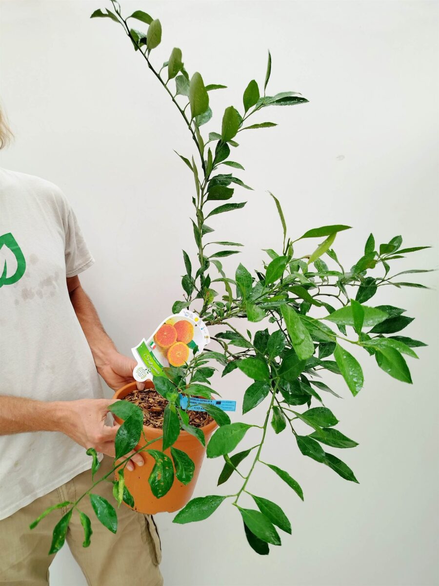 Citrus reticulata- mandarina Satzuma 02 VM