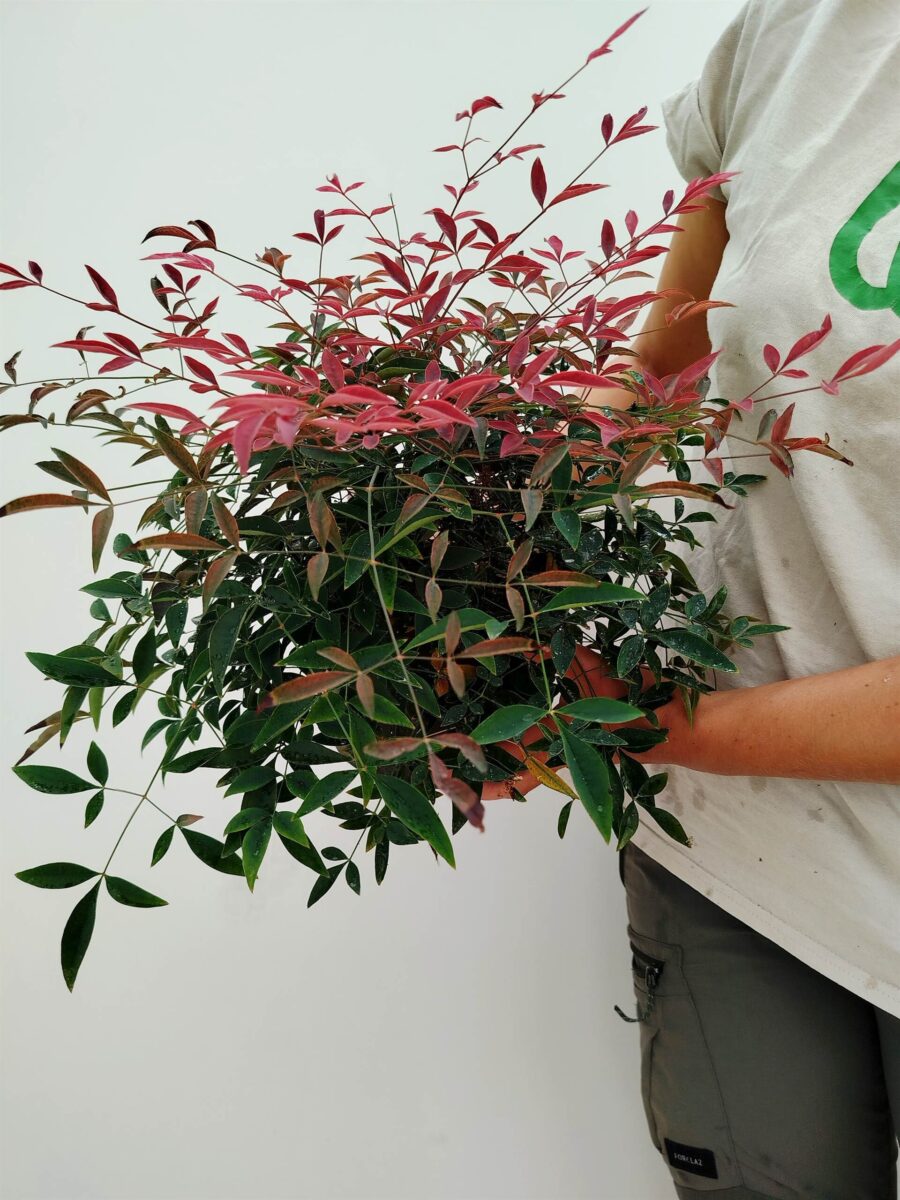 Nandina domestica-Obsessed 02 VM