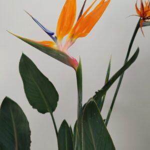 Strelizia reginae - Vrtnarstvo Moretini