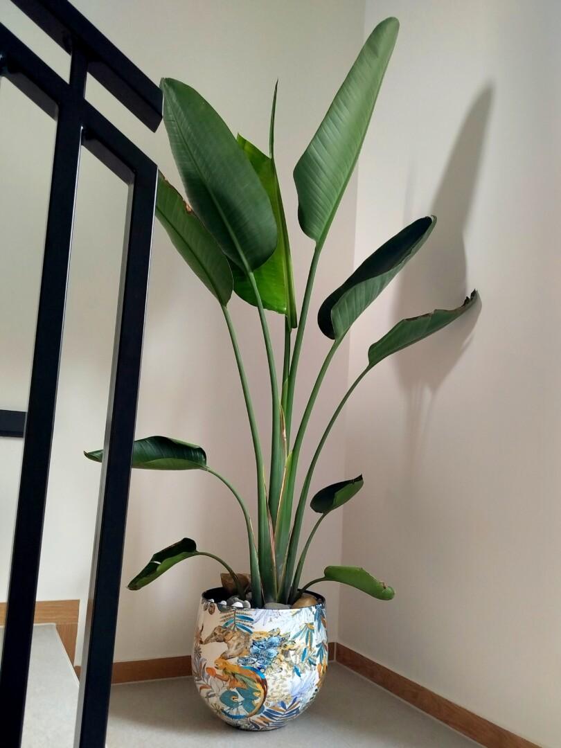 Set treh okrasnih loncev - Cobalt Jungle