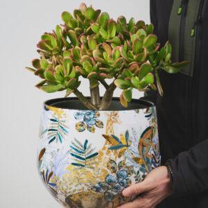 Crassula ovata - okrasni lonec - Vrtnarstvo Moretini