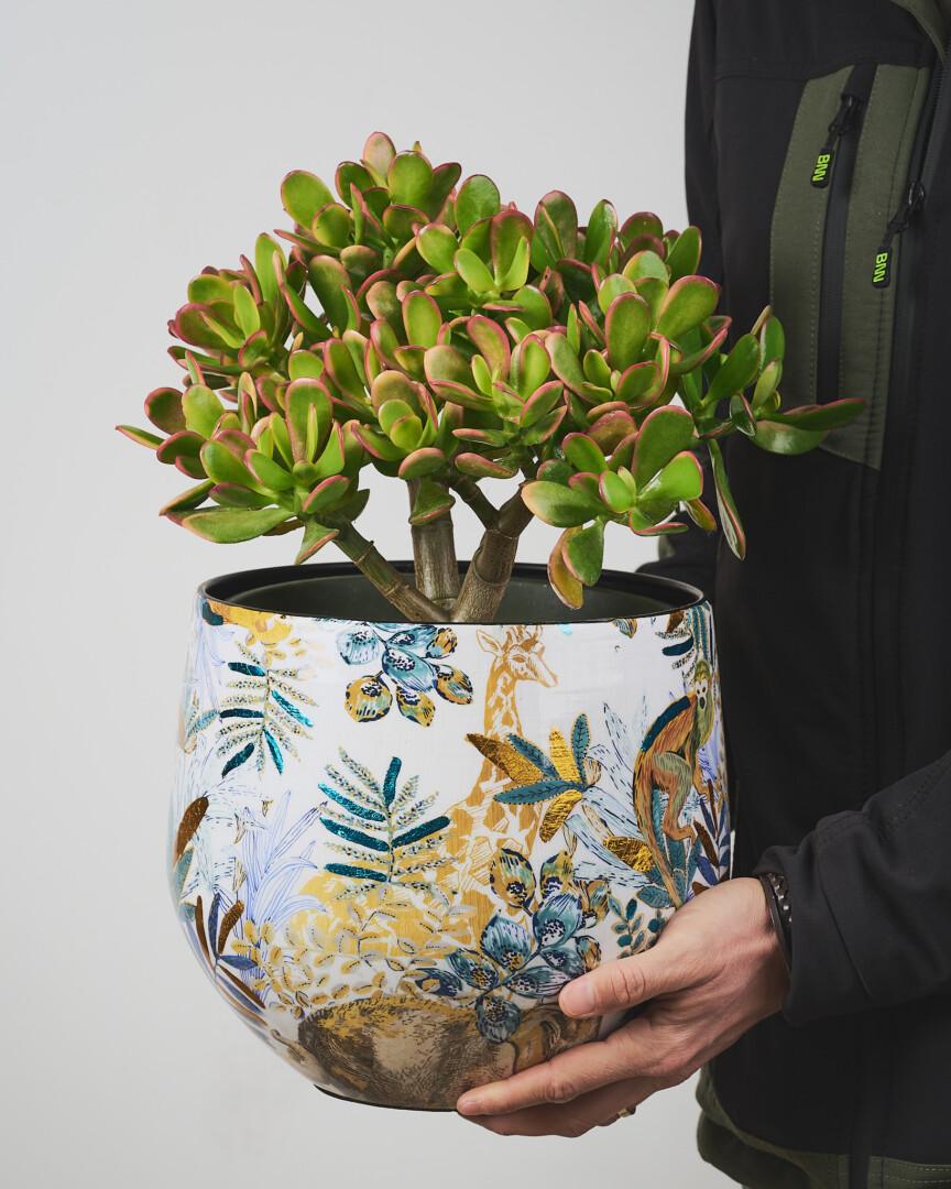 Crassula ovata - okrasni lonec - Vrtnarstvo Moretini