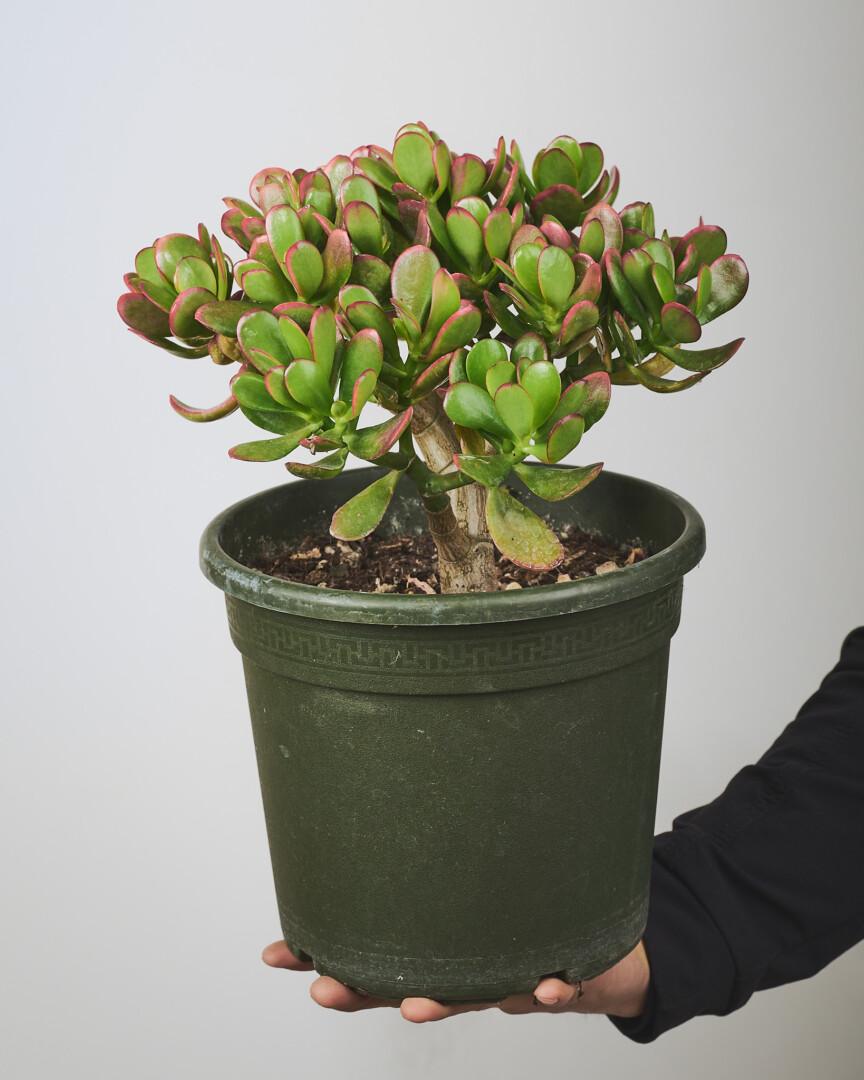 Crassula ovata - Vrtnarstvo Moretini