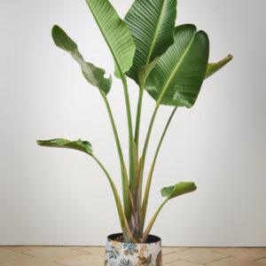 Strelitzia nicolai 01- Vrtnarstvo Moretini