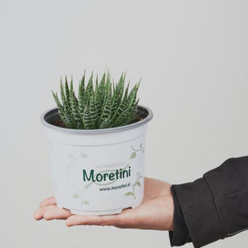 Aristaloe Aristata - Vrtnasrtvo Moretini