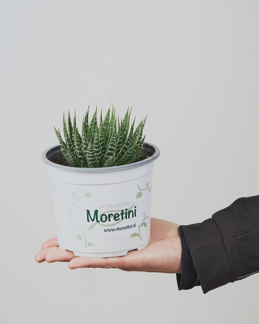 Aristaloe Aristata - Vrtnasrtvo Moretini