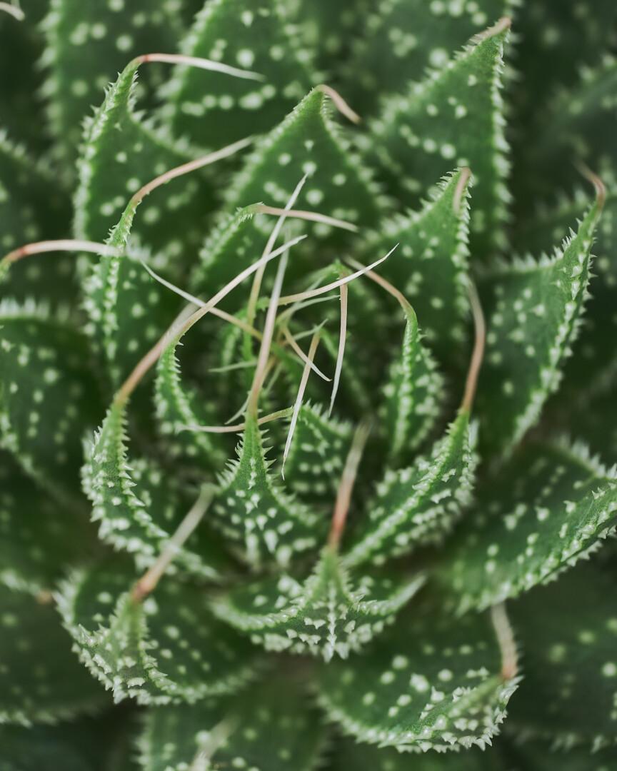 Aloe aristata close-up - Vrtnarstvo Moretini