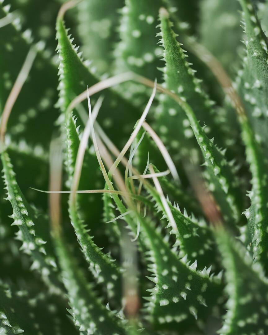 Aloe aristata close-up 01 - Vrtnarstvo Moretini