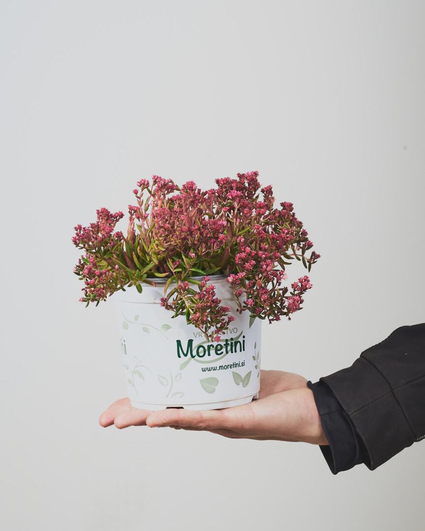 Crassula schmidtii - Vrtnarstvo Moretini