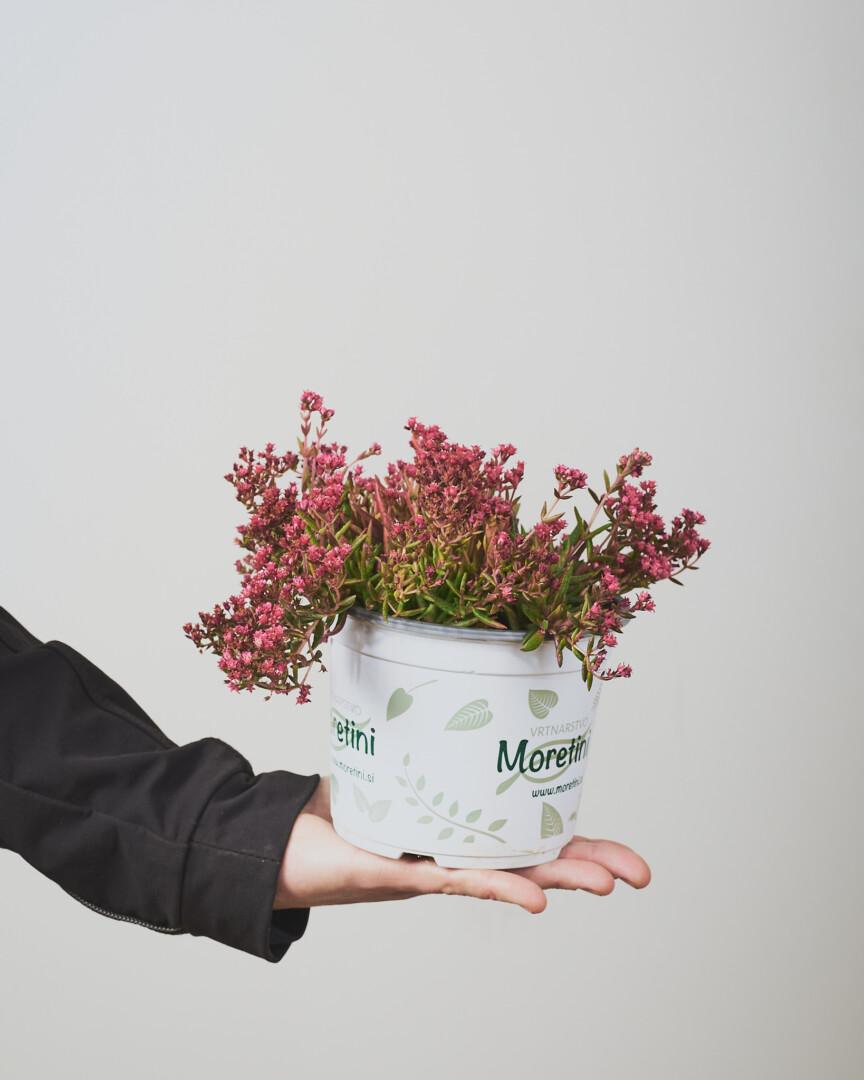 Crassula schmidtii 02 - Vrtnarstvo Moretini