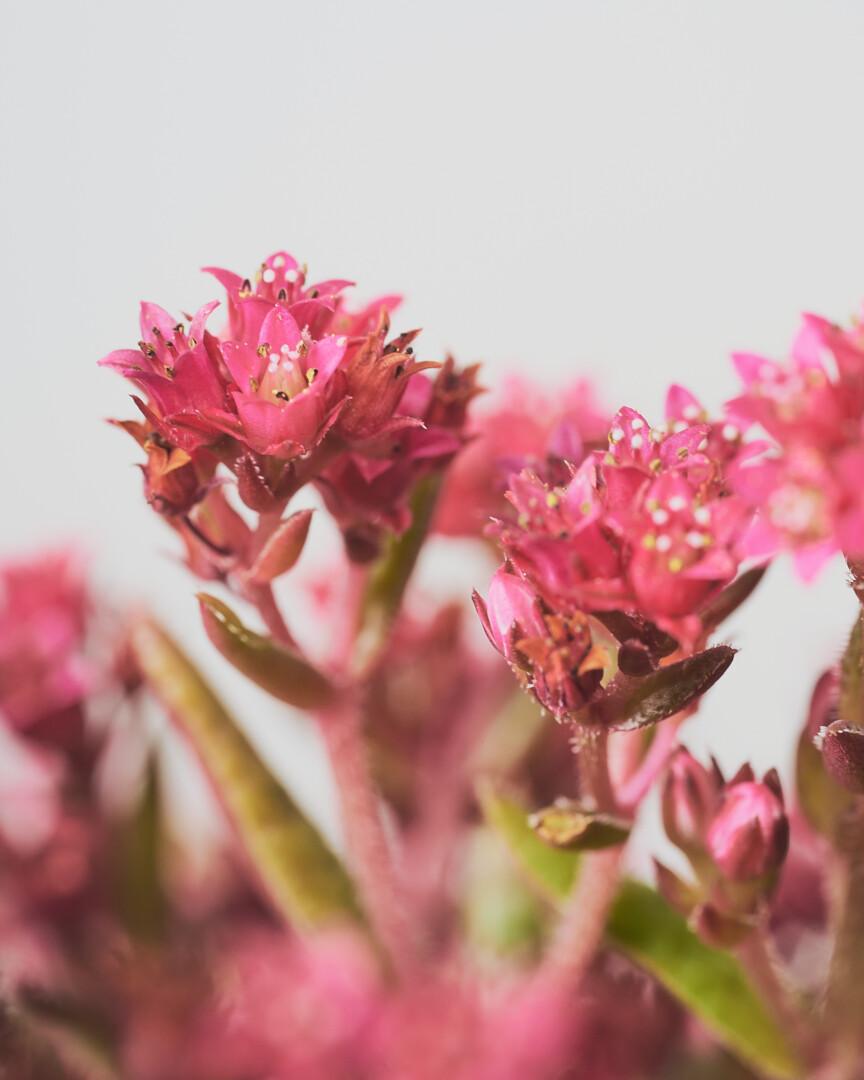 Crassula schmidtii close-up 01 - Vrtnarstvo Moretini