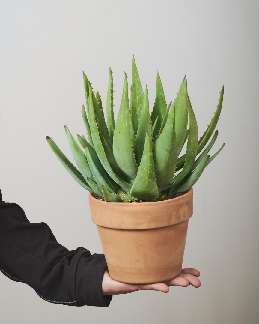 Aloe barbadensis miller - Vrtnarstvo Moretini