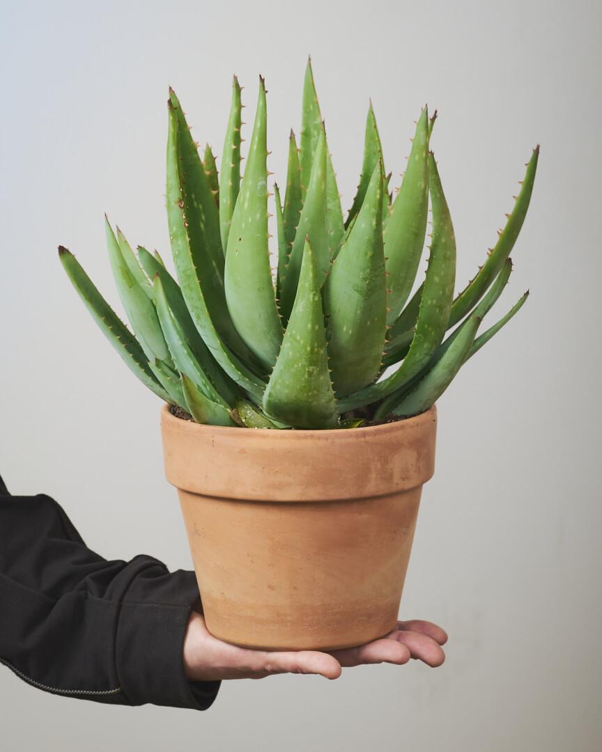 Aloe barbadensis miller 01 - Vrtnarstvo Moretini