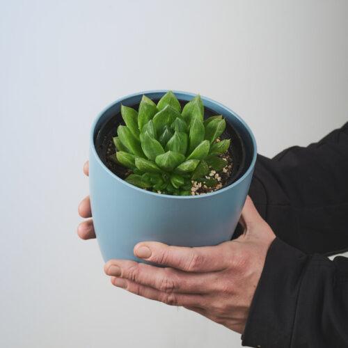 Haworthia cymbiformis 01- Vrtnarstvo Moretini Haworthia cymbiformis 01- Vrtnarstvo Moretini