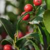 Ilex aquifolium close-up - Vrtnarstvo Moretini