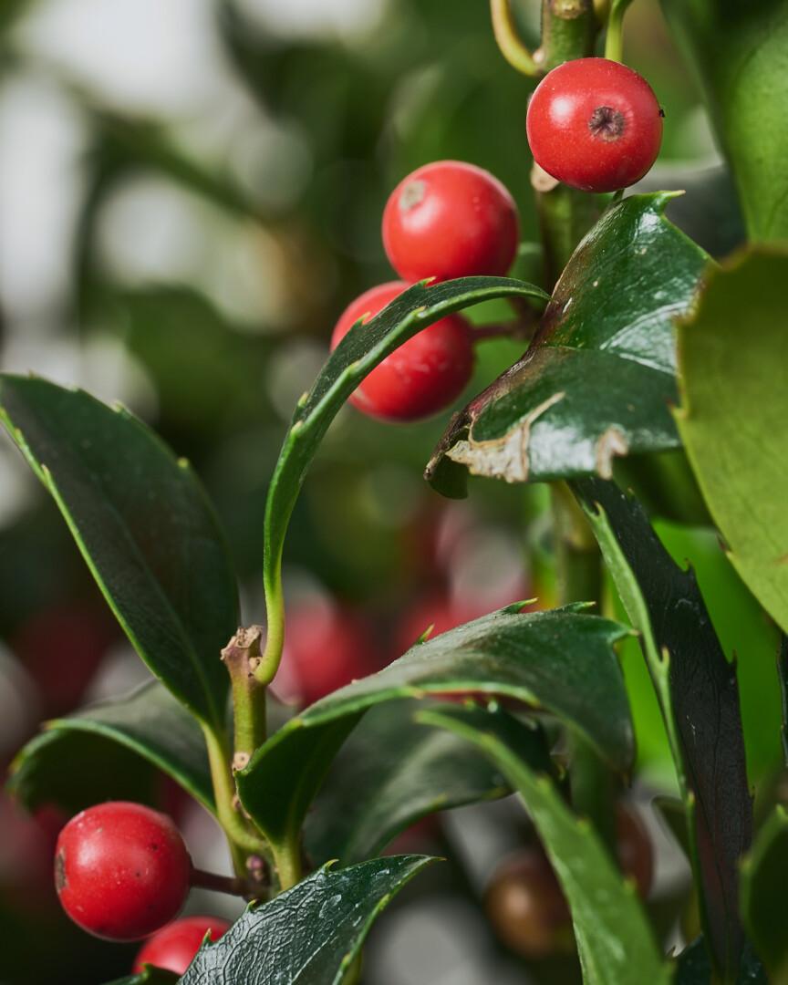 Ilex aquifolium close-up - Vrtnarstvo Moretini