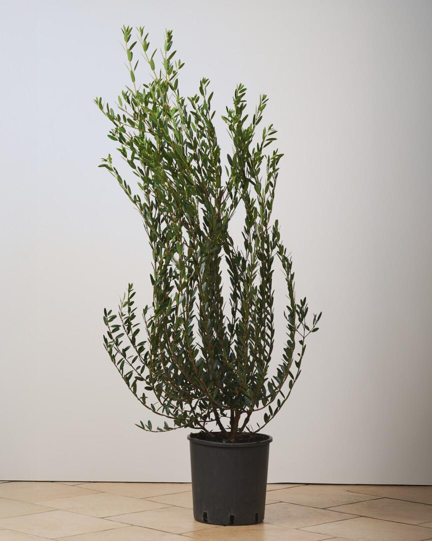 Phillyrea angustifolia 01 - Vrtnarstvo Moretini