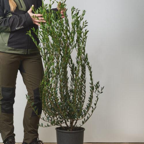 Phillyrea angustifolia - Vrtnarstvo Moretini