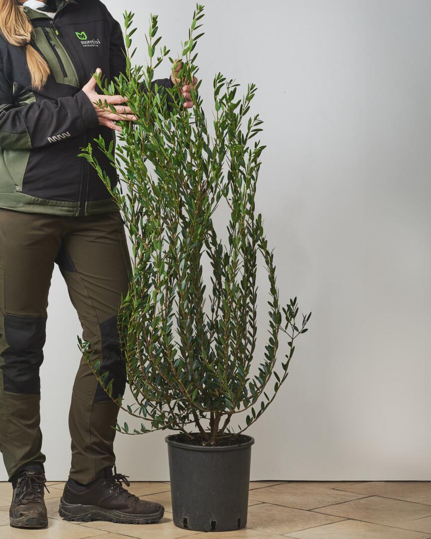 Phillyrea angustifolia - Vrtnarstvo Moretini