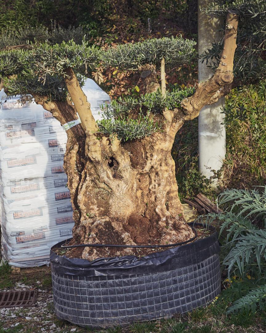 Olea europaea - oljka Bonsai