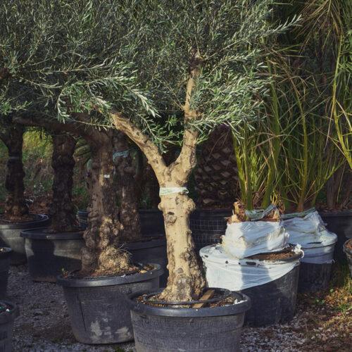 Olea europaea - oljka 180L