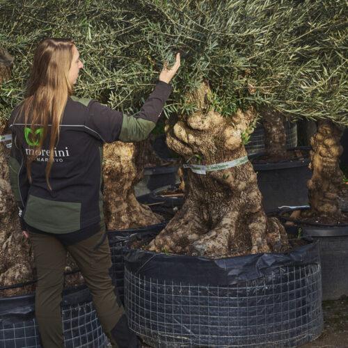 Olea europaea - oljka obseg debla 160/180cm