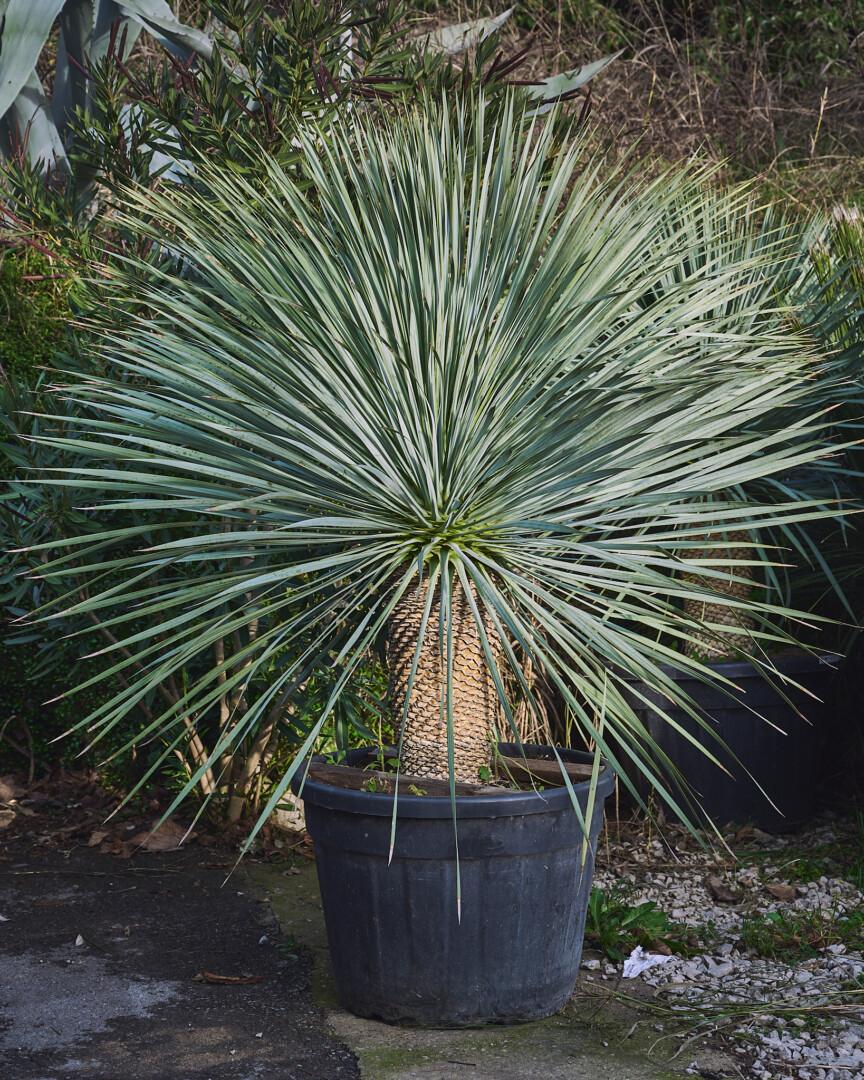 Yucca rostrata - juka