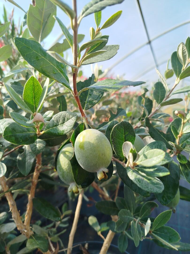 feijoa-plod-Moretini