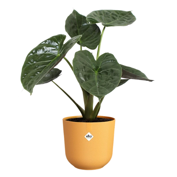 Okrasni lonec- ELHO Jazz okrogel