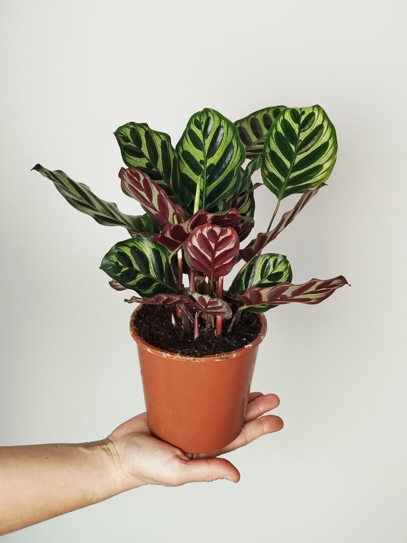 Calathea Makoyana - Pavji rep
