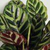 Calathea Makoyana - Pavji rep